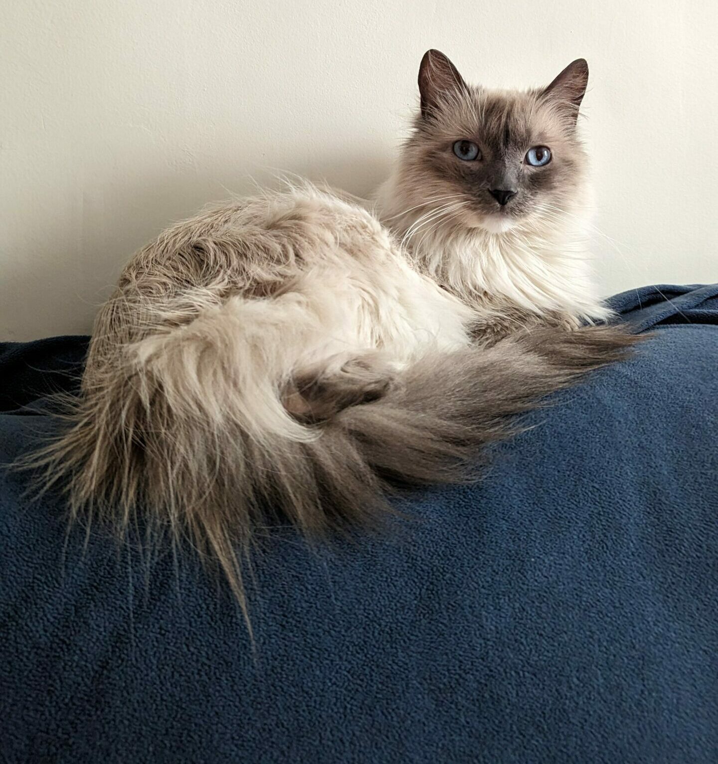 A long-haired cat with blue-point coloring and blue eyes, laying on the top of a sofa looking into the camera.